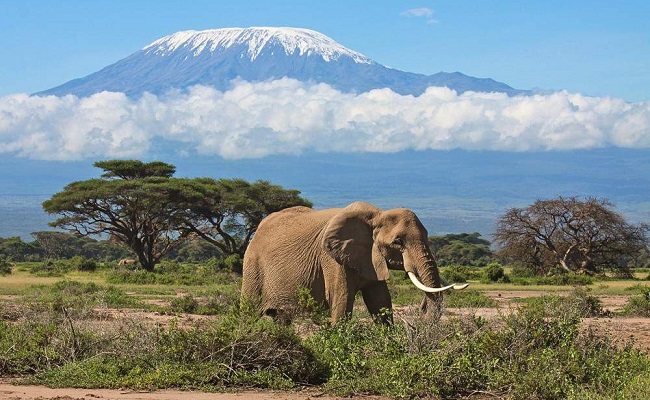 Male Elephant in Amboseli National Park